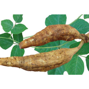 Kudzu Root Extract