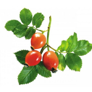 Rose Hip Extract