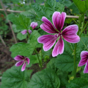 Malva Leaf Powder