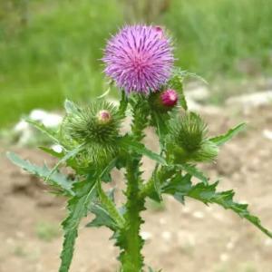 Cirsium Japonicum Extract