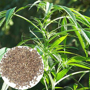 Organic Hemp Seed Extract