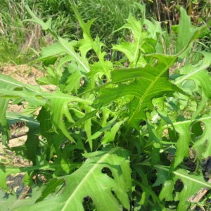 Wild Lettuce extract