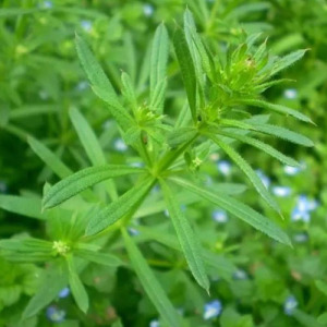 Cleavers