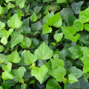 English Ivy Extract