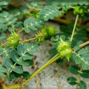 Organic Tribulus Terrestris Extract