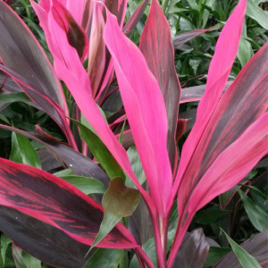 Cordyline Fruticosa